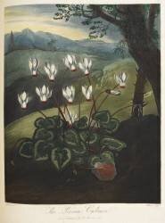 Persian cyclamen (Robert John Thornton) - Muzeo.com