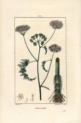 Phellandre (Pierre Jean Francois Turpin) - Muzeo.com