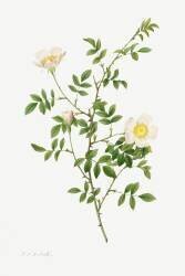 Pink hedge rose (Pierre Joseph Redouté) - Muzeo.com