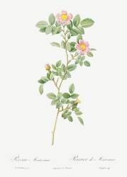 Pink rose (Pierre Joseph Redouté) - Muzeo.com