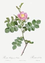 Pink sweetbriar rose (Pierre Joseph Redouté) - Muzeo.com