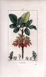 Pistachier (Pierre Jean Francois Turpin) - Muzeo.com