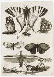 Planche d'insectes (anonymous) - Muzeo.com