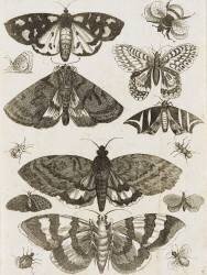 Planche d'insectes (anonymous) - Muzeo.com