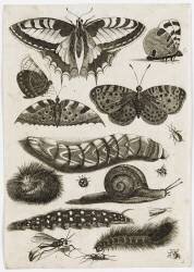 Planche d'insectes : papillons (anonymous) - Muzeo.com