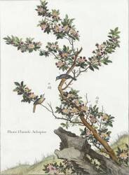 Plante chinoise (aubépine) (Louis de Chastillon) - Muzeo.com