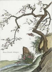 Plante Chinoise (aubépine) (Louis de Chastillon) - Muzeo.com