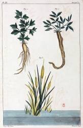 Plantes medicinales (anonymous) - Muzeo.com
