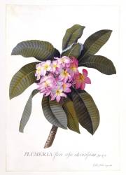 Plumeria (Georg Dionysius Ehret) - Muzeo.com