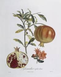 Pomegranate (Pierre Jean Francois Turpin) - Muzeo.com