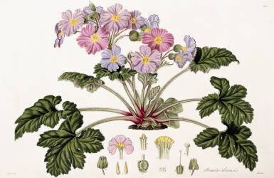 Primula Sinensis (William Hooker) - Muzeo.com