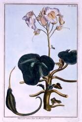 Proboscis Flower (Pierre-Joseph Buchoz) - Muzeo.com