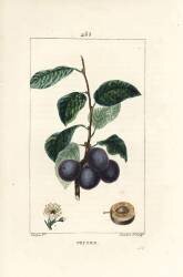 Prune (Pierre Jean Francois Turpin) - Muzeo.com