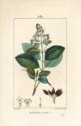 Quinquina (Pierre Jean Francois Turpin) - Muzeo.com