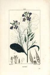 Radish (Pierre Jean Francois Turpin) - Muzeo.com