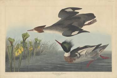 Red-breasted Merganser (John James Audubon) - Muzeo.com