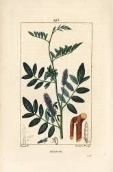 Reglisse (Pierre Jean Francois Turpin) - Muzeo.com