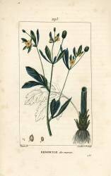 Renoncule (Pierre Jean Francois Turpin) - Muzeo.com