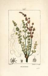 Rhapontic (Pierre Jean Francois Turpin) - Muzeo.com