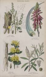 Rhubarb, Aloe, Gentian, Cajeput (W. Fitch) - Muzeo.com