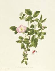 Rosa Acicularis Viridis (Pierre Joseph Redouté) - Muzeo.com