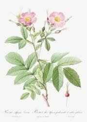 Rosa alpina laevis (Pierre Joseph Redouté) - Muzeo.com