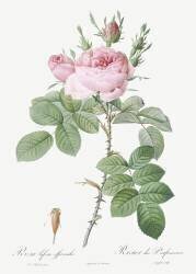 Rosa Bifera Officinalis (Pierre Joseph Redouté) - Muzeo.com
