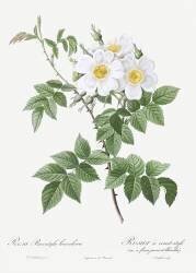 Rosa Brevistyla Leucochroa (Pierre Joseph Redouté) - Muzeo.com