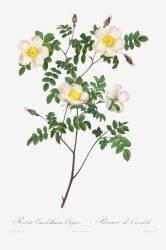 Rosa Candolleana Elegans (Pierre Joseph Redouté) - Muzeo.com