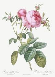 Rosa centifolia foliacea (Pierre Joseph Redouté) - Muzeo.com