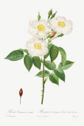 Rosa Damascena Subalba (Pierre Joseph Redouté) - Muzeo.com