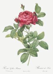 Rosa gallica pontiana (Pierre Joseph Redouté) - Muzeo.com