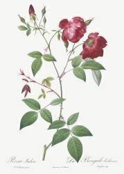 Rosa Indica (Pierre Joseph Redouté) - Muzeo.com