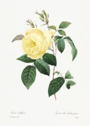 Rosa indica (Pierre Joseph Redouté) - Muzeo.com
