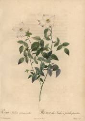 Rosa indica acuminata (Jean-Baptiste Chapuy) - Muzeo.com