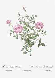 Rosa indica pumila (Pierre Joseph Redouté) - Muzeo.com