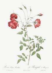 Rosa Indica Sertulata (Pierre Joseph Redouté) - Muzeo.com