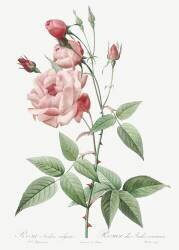Rosa Indica Vulgaris (Pierre Joseph Redouté) - Muzeo.com