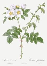 Rosa Leucantha (Pierre Joseph Redouté) - Muzeo.com