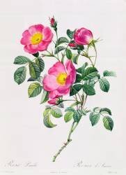 Rosa Lumila (Pierre Joseph Redouté) - Muzeo.com