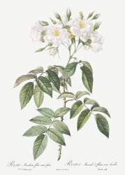Rosa Moschata Flora Semi-Pleno (Pierre Joseph Redouté) - Muzeo.com