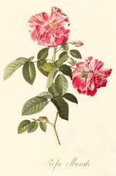 Rosa Mundi (Georg Dionysius Ehret) - Muzeo.com