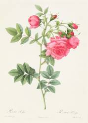 Rosa Pimpinellifolia Flore Variegato (Pierre Joseph Redouté) - Muzeo.com