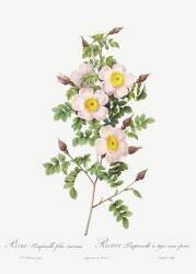 Rosa Pimpinelli-Folia Inermis (Pierre Joseph Redouté) - Muzeo.com