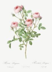 Rosa pomponia (Pierre Joseph Redouté) - Muzeo.com
