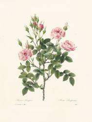Rosa Pomponia (Pierre Joseph Redouté) - Muzeo.com