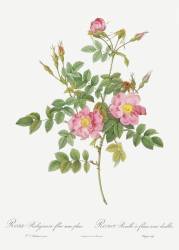 Rosa Rubiginosa Flore Semi-Pleno (Pierre Joseph Redouté) - Muzeo.com