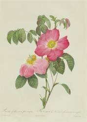 Rosa Tomentosa (Pierre Joseph Redouté) - Muzeo.com