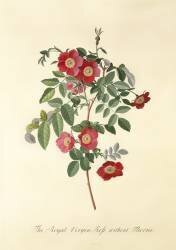 Rose : sans épines (Georg Dionysius Ehret) - Muzeo.com