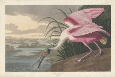 Roseate Spoonbill (John James Audubon) - Muzeo.com